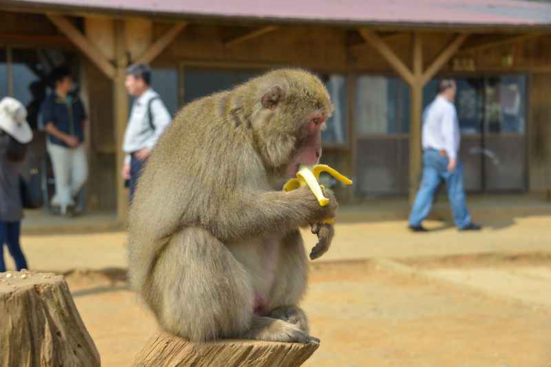 Monos en el Parque de Monos, Japón - viajes juveniles a Japón